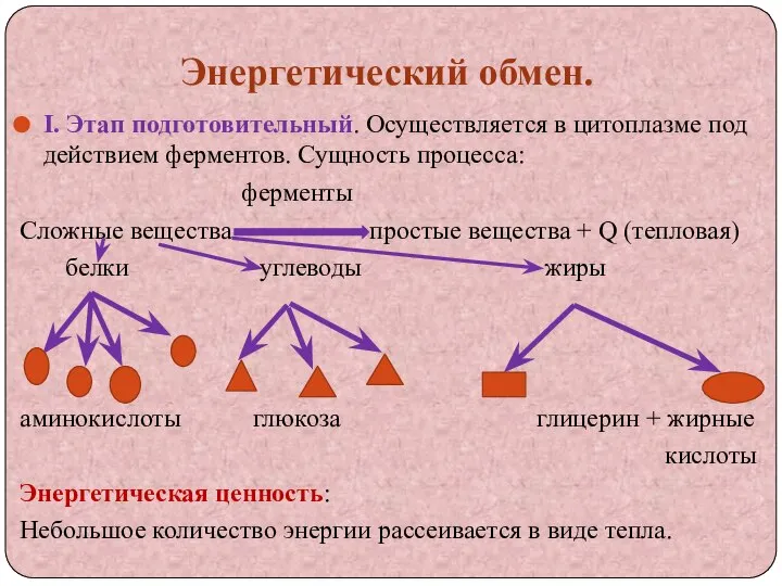 Энергетический обмен. I. Этап подготовительный. Осуществляется в цитоплазме под действием ферментов. Сущность