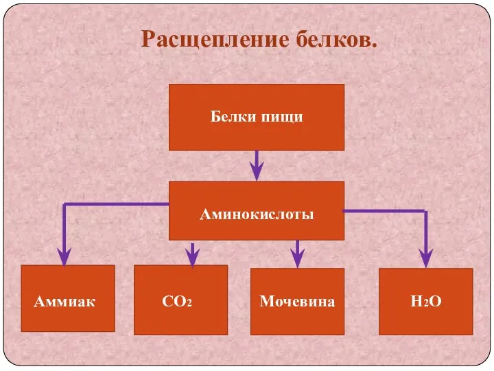 Расщепление белков. Белки пищи Аминокислоты Аммиак СО2 Мочевина Н2О