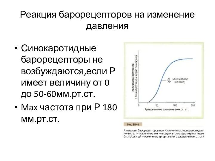 Реакция барорецепторов на изменение давления Синокаротидные барорецепторы не возбуждаются,если Р имеет величину