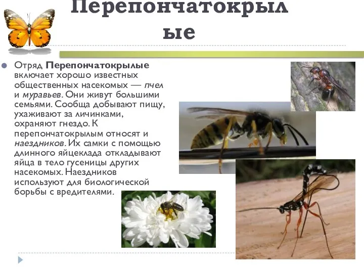 Перепончатокрылые Отряд Перепончатокрылые включает хорошо известных общественных насекомых — пчел и муравьев.