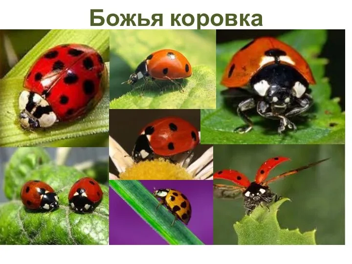 Божья коровка