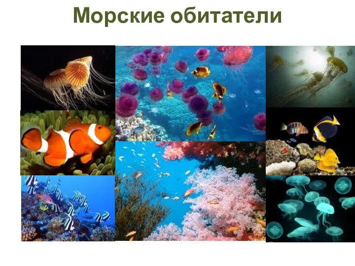 Морские обитатели