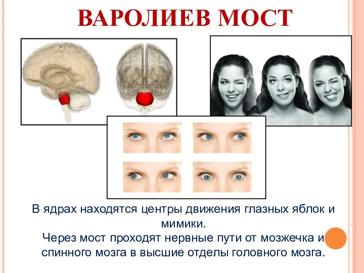 ВАРОЛИЕВ МОСТ В ядрах находятся центры движения глазных яблок и мимики. Через