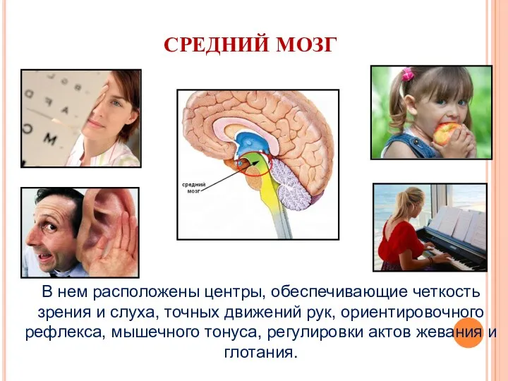 СРЕДНИЙ МОЗГ В нем расположены центры, обеспечивающие четкость зрения и слуха, точных