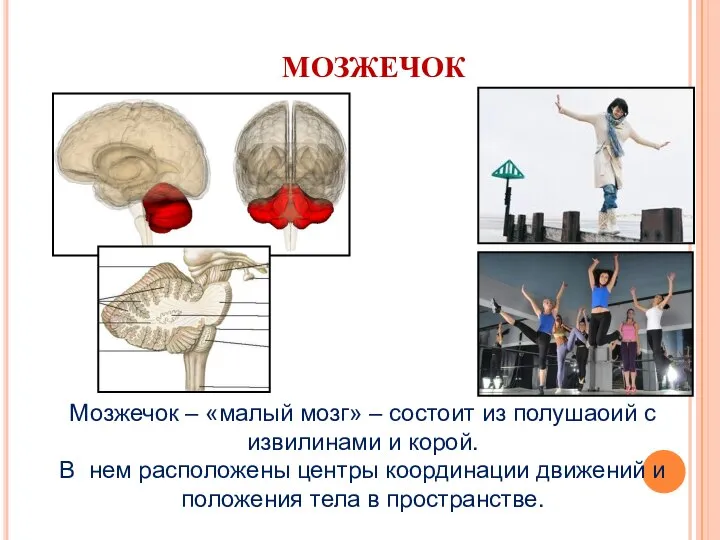 МОЗЖЕЧОК Мозжечок – «малый мозг» – состоит из полушаоий с извилинами и