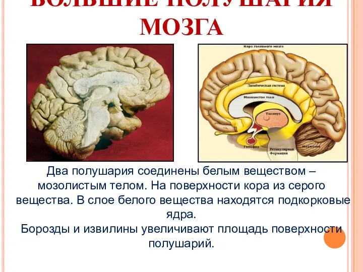 БОЛЬШИЕ ПОЛУШАРИЯ МОЗГА Два полушария соединены белым веществом – мозолистым телом. На