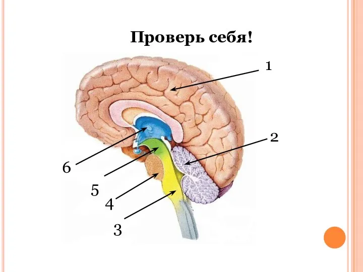 Проверь себя! 1 2 3 5 6 4