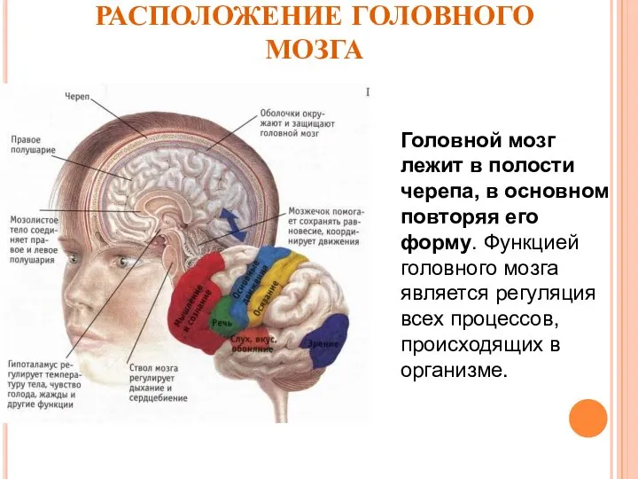 РАСПОЛОЖЕНИЕ ГОЛОВНОГО МОЗГА Головной мозг лежит в полости черепа, в основном повторяя