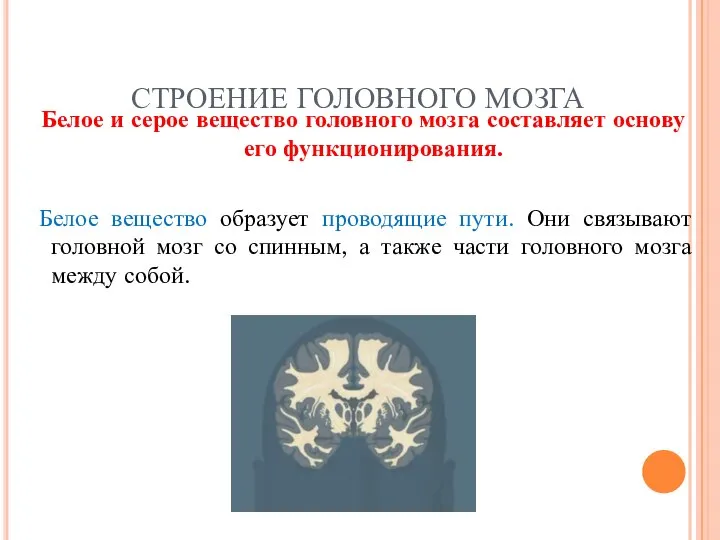 СТРОЕНИЕ ГОЛОВНОГО МОЗГА Белое и серое вещество головного мозга составляет основу его