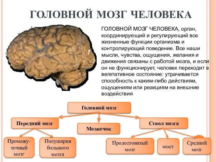 ГОЛОВНОЙ МОЗГ ЧЕЛОВЕКА ГОЛОВНОЙ МОЗГ ЧЕЛОВЕКА, орган, координирующий и регулирующий все жизненные