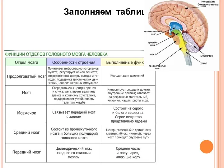 Заполняем таблицу