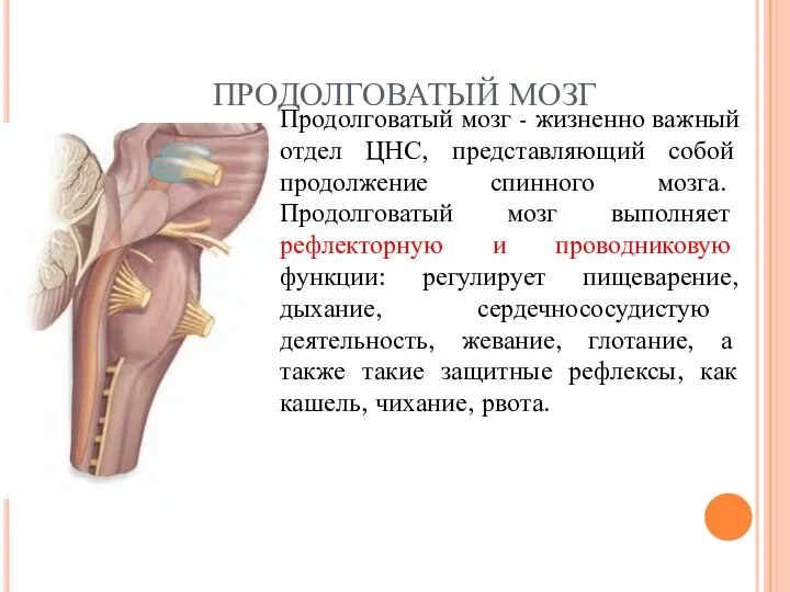 ПРОДОЛГОВАТЫЙ МОЗГ Продолговатый мозг - жизненно важный отдел ЦНС, представляющий собой продолжение