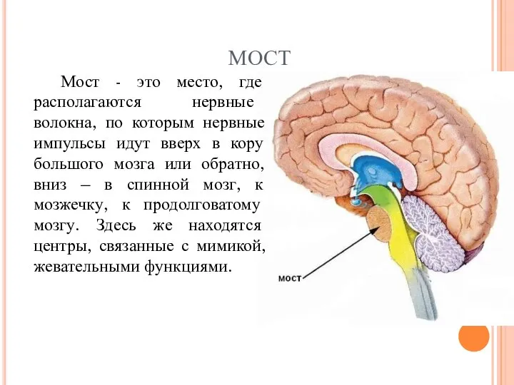 МОСТ Мост - это место, где располагаются нервные волокна, по которым нервные