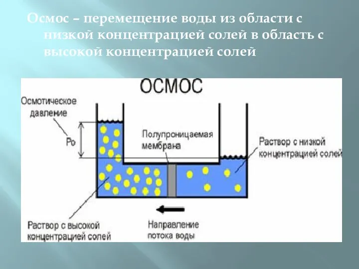 Осмос – перемещение воды из области с низкой концентрацией солей в область с высокой концентрацией солей