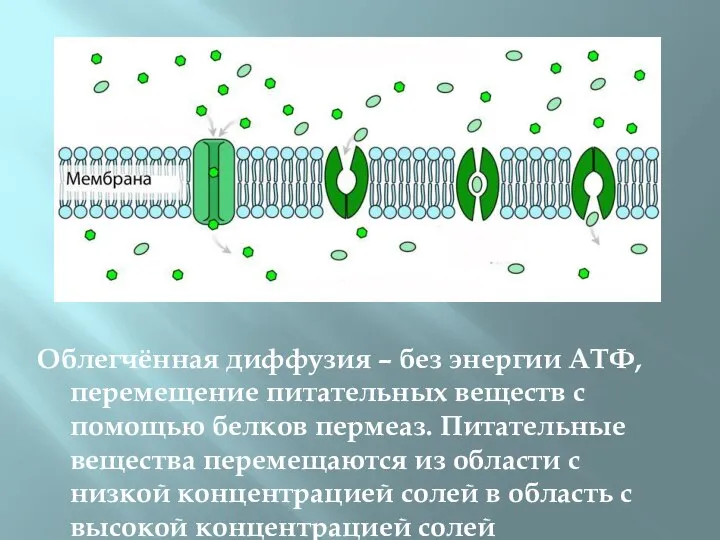 Облегчённая диффузия – без энергии АТФ, перемещение питательных веществ с помощью белков