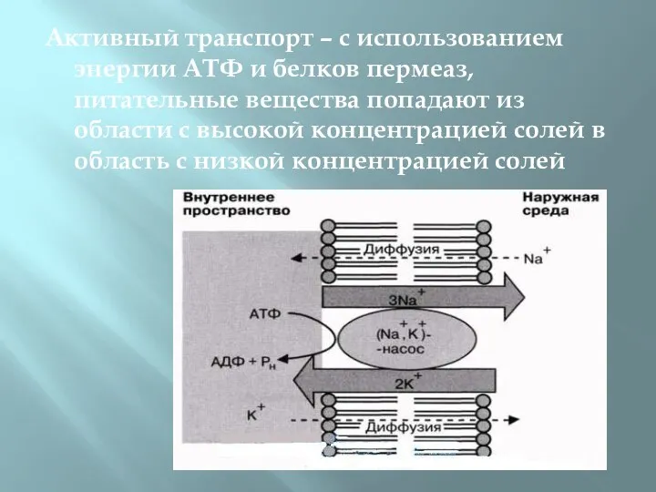 Активный транспорт – с использованием энергии АТФ и белков пермеаз, питательные вещества