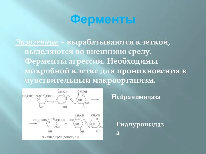 Ферменты Экзогенные – вырабатываются клеткой, выделяются во внешнюю среду. Ферменты агрессии. Необходимы