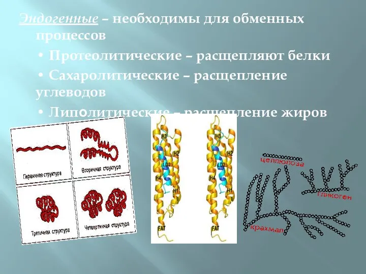 Эндогенные – необходимы для обменных процессов • Протеолитические – расщепляют белки •