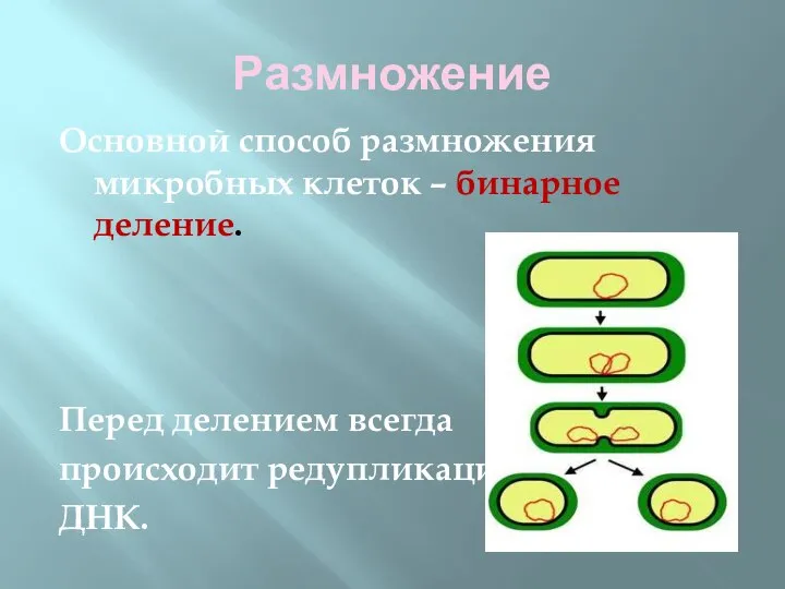 Размножение Основной способ размножения микробных клеток – бинарное деление. Перед делением всегда происходит редупликация ДНК.