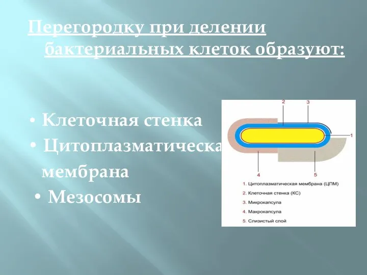 Перегородку при делении бактериальных клеток образуют: • Клеточная стенка • Цитоплазматическая мембрана • Мезосомы