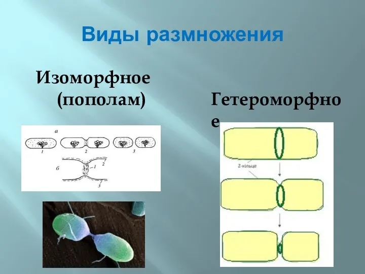 Виды размножения Изоморфное (пополам) Гетероморфное