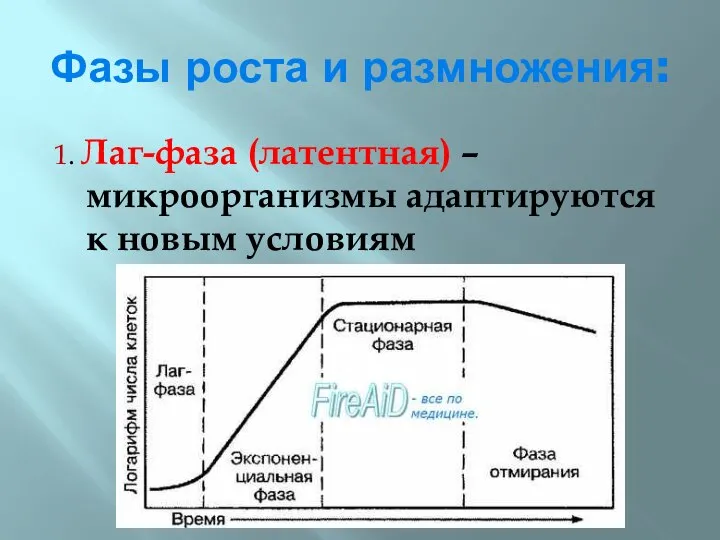 Фазы роста и размножения: 1. Лаг-фаза (латентная) – микроорганизмы адаптируются к новым условиям