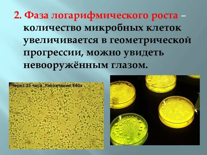 2. Фаза логарифмического роста – количество микробных клеток увеличивается в геометрической прогрессии, можно увидеть невооружённым глазом.