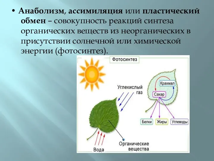 • Анаболизм, ассимиляция или пластический обмен – совокупность реакций синтеза органических веществ