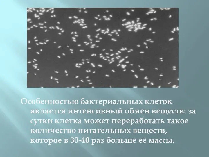 Особенностью бактериальных клеток является интенсивный обмен веществ: за сутки клетка может переработать