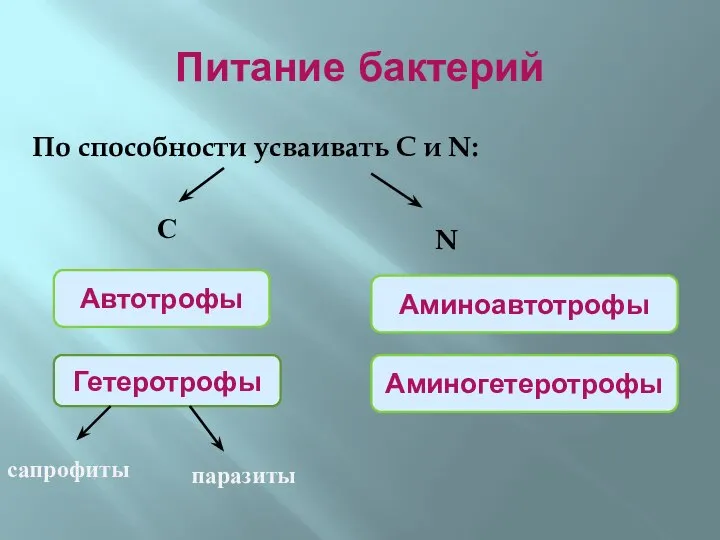 Питание бактерий По способности усваивать С и N: С N Автотрофы Гетеротрофы сапрофиты паразиты Аминоавтотрофы Аминогетеротрофы