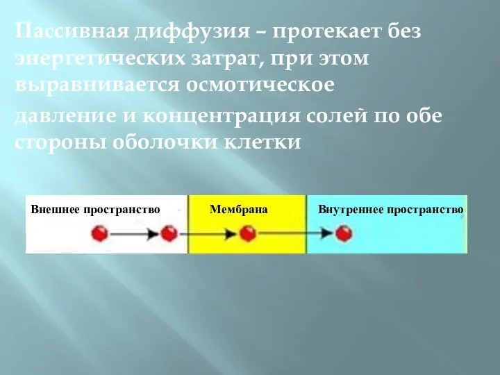 Пассивная диффузия – протекает без энергетических затрат, при этом выравнивается осмотическое давление