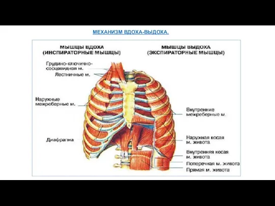 МЕХАНИЗМ ВДОХА-ВЫДОХА.