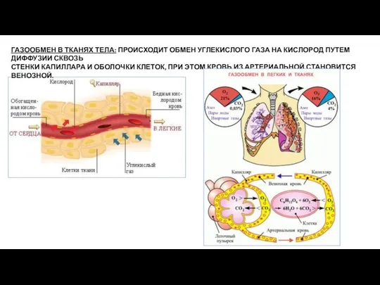 ГАЗООБМЕН В ТКАНЯХ ТЕЛА: ПРОИСХОДИТ ОБМЕН УГЛЕКИСЛОГО ГАЗА НА КИСЛОРОД ПУТЕМ ДИФФУЗИИ