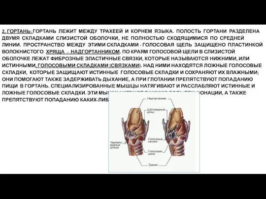 2. ГОРТАНЬ: ГОРТАНЬ ЛЕЖИТ МЕЖДУ ТРАХЕЕЙ И КОРНЕМ ЯЗЫКА. ПОЛОСТЬ ГОРТАНИ РАЗДЕЛЕНА