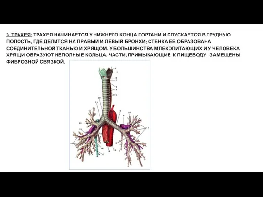 3. ТРАХЕЯ: ТРАХЕЯ НАЧИНАЕТСЯ У НИЖНЕГО КОНЦА ГОРТАНИ И СПУСКАЕТСЯ В ГРУДНУЮ