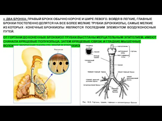 4. ДВА БРОНХА: ПРАВЫЙ БРОНХ ОБЫЧНО КОРОЧЕ И ШИРЕ ЛЕВОГО. ВОЙДЯ В