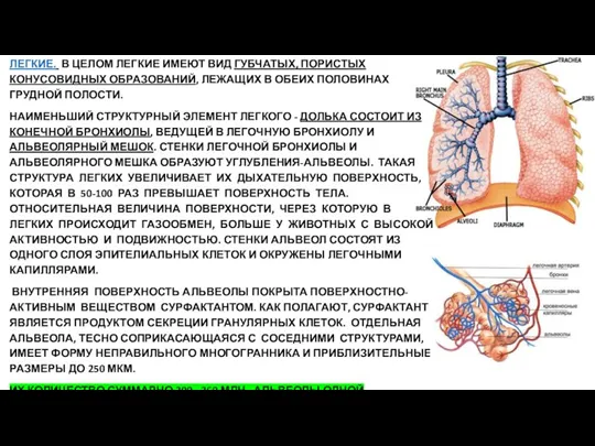 ЛЕГКИЕ. В ЦЕЛОМ ЛЕГКИЕ ИМЕЮТ ВИД ГУБЧАТЫХ, ПОРИСТЫХ КОНУСОВИДНЫХ ОБРАЗОВАНИЙ, ЛЕЖАЩИХ В