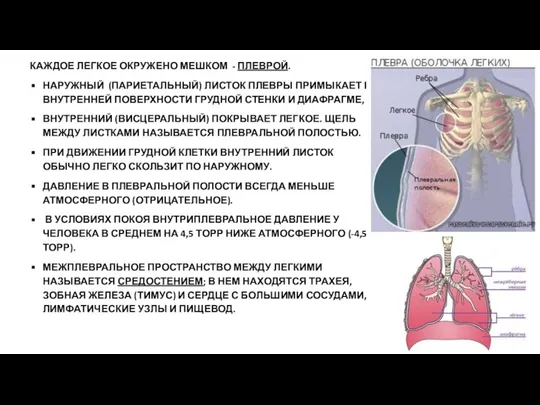 КАЖДОЕ ЛЕГКОЕ ОКРУЖЕНО МЕШКОМ - ПЛЕВРОЙ. НАРУЖНЫЙ (ПАРИЕТАЛЬНЫЙ) ЛИСТОК ПЛЕВРЫ ПРИМЫКАЕТ К