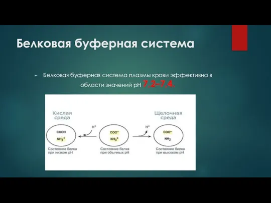 Белковая буферная система Белковая буферная система плазмы крови эффективна в области значений рН 7,2–7,4.