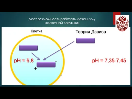 Даёт возможность работать механизму «клеточной ловушки»