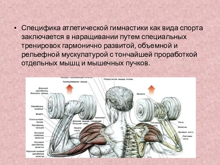 Специфика атлетической гимнастики как вида спорта заключается в наращивании путем специальных тренировок