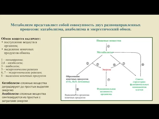 Метаболизм представляет собой совокупность двух разнонаправленных процессов: катаболизма, анаболизма и энергетический обмен.