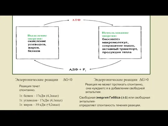 Экзергонические реакции ΔG 0 1г. белков – 17кДж (4,2ккал) 1г. углеводов ̴