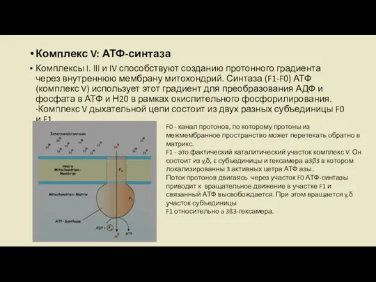 Комплекс V: АТФ-синтаза Комплексы I. lll и IV способствуют созданию протонного градиента