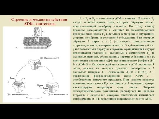 Строение и механизм действия АТФ - синтетазы. А – F0 и F1