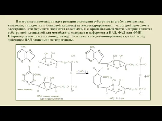 В матриксе митохондрии идут реакции окисления субстратов (метаболитов распада углеводов, липидов, глутаминовой