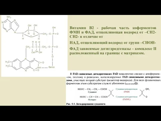 Витамин В2 - рабочая часть коферментов ФМН и ФАД, отщепляющая водород от