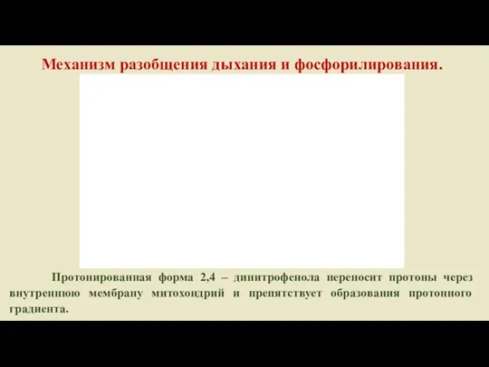 Механизм разобщения дыхания и фосфорилирования. Протонированная форма 2,4 – динитрофенола переносит протоны