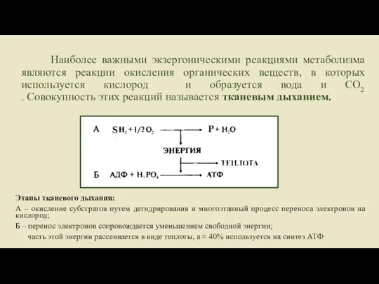 Наиболее важными экзергоническими реакциями метаболизма являются реакции окисления органических веществ, в которых