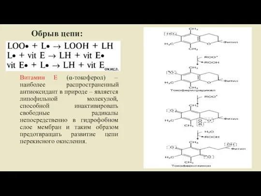 Обрыв цепи: Витамин Е (α-токоферол) – наиболее распространенный антиоксидант в природе –
